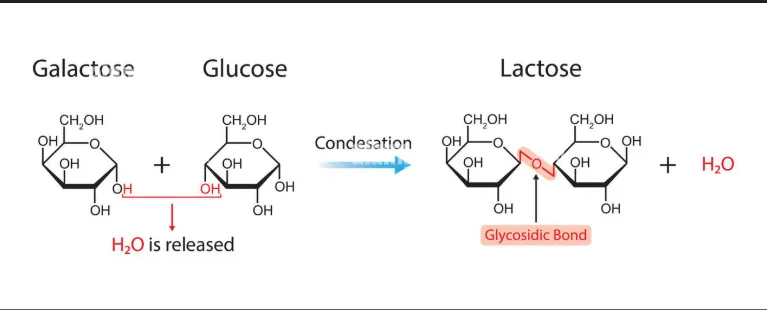 Formation of glycosidic bond in lactose
